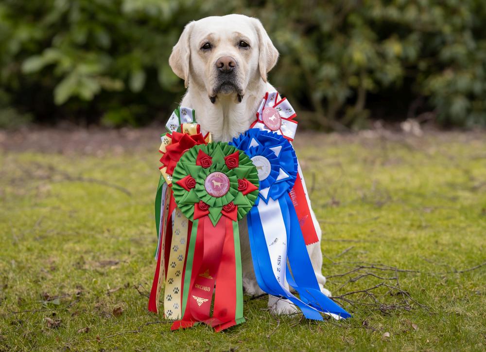 Atlas roterende konstant Galahad_Dansk_Champion.jpg